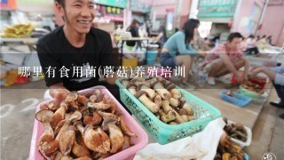 哪里有食用菌(蘑菇)养殖培训