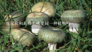 虎尾轮和5指毛桃是同1种植物吗