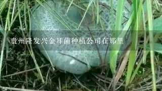 贵州隆发兴金耳菌种植公司在那里