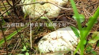 云南红菇与神农架红菇哪个好？