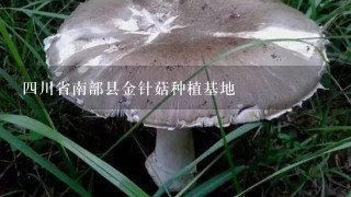 4川省南部县金针菇种植基地