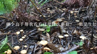 哪个高手帮我看看这是什么蘑菇？1张是生长完好的照片，1张是剥开的照片。剥开的有市场上买的白蘑菇香味