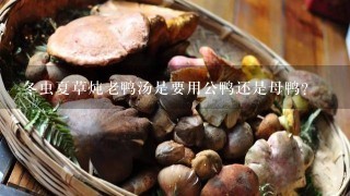 冬虫夏草炖老鸭汤是要用公鸭还是母鸭？