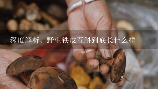 深度解析，野生铁皮石斛到底长什么样