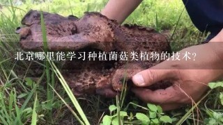 北京哪里能学习种植菌菇类植物的技术?