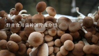 野生食用菌种图片及介绍