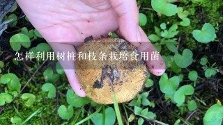 怎样利用树桩和枝条栽培食用菌