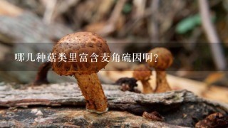 哪几种菇类里富含麦角硫因啊？