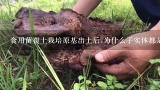 食用菌覆土栽培原基出土后,为什么子实体都是畸形，如何使平菇原基全部长成子实体，有什么好办法