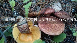 请问哪1位知道松树上长的菌菇，有点象灵芝，半圆形，无脚，薄薄的，它的下层是橙红色的。下面没有1片1？
