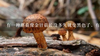 有1种蘑菇像金针菇长没多久就变黑色了，有没有毒？