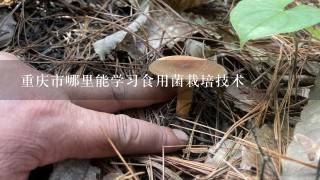 重庆市哪里能学习食用菌栽培技术