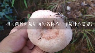 相同菌种但是后面的名称不1样是什么意思？