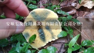 安顺宏发食用菌栽培有限责任公司介绍？