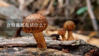 食用菌都包括什么？