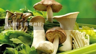 云南野生菌哪种好?