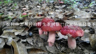 松树林怎样种植野生茶树菇??我家那里只要下雨就 又很多人去 捡回家吃。想去种植它不知道 可以 不 可以