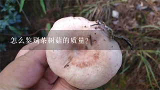 怎么鉴别茶树菇的质量?