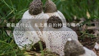 蘑菇是什么，东北蘑菇的种类有哪些？