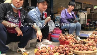云南最大的野生菌交易市场在哪里