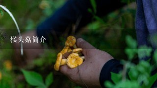 猴头菇简介