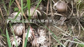 宝宝拉肚子菌类药有哪些图片