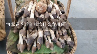 河北春季适合栽培什么食用菌