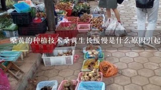 桑黄的种植技术桑黄生长缓慢是什么原因引起的？