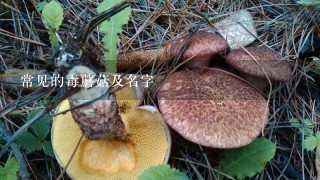 常见的毒蘑菇及名字