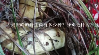 大兴安岭的野生菌有多少种？分别是什么？我需要科学的名称，最好能有图片，谢谢！