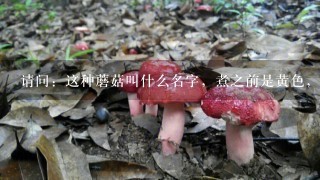 请问：这种蘑菇叫什么名字，煮之前是黄色，水煮后成红色？