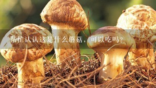 帮忙认认这是什么蘑菇，可以吃吗？