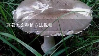 蘑菇怎么种植方法视频