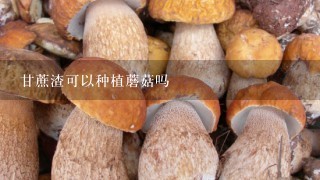 甘蔗渣可以种植蘑菇吗