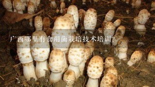 广西哪里有食用菌栽培技术培训？