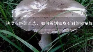 铁皮石斛怎么选，如何辨别铁皮石斛的质量好坏？