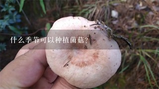 什么季节可以种植菌菇？