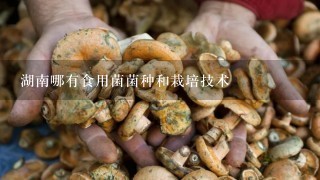 湖南哪有食用菌菌种和栽培技术