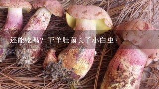 还能吃吗？干羊肚菌长了小白虫？