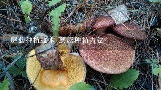 蘑菇种植技术 蘑菇种植方法
