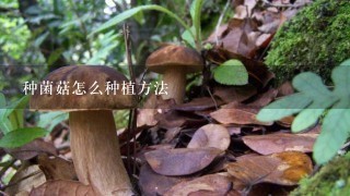 种菌菇怎么种植方法