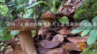 请问，云南省内哪里有人工食用菌的栽培技术培训？