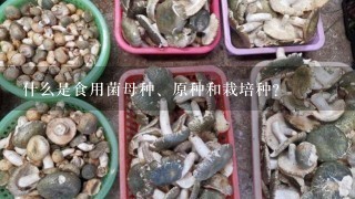 什么是食用菌母种、原种和栽培种？