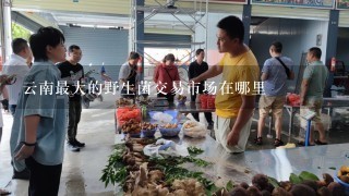 云南最大的野生菌交易市场在哪里