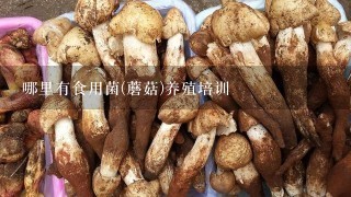 哪里有食用菌(蘑菇)养殖培训