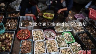 请问1下，湖北省襄阳油茶树能不能栽培