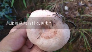 东北蘑菇都有什么种类？