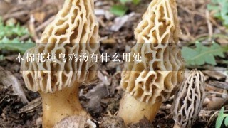 木棉花炖乌鸡汤有什么用处