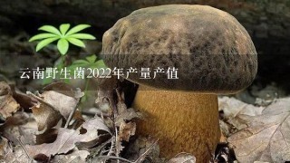 云南野生菌2022年产量产值