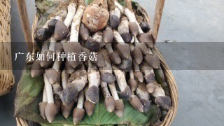 广东如何种植香菇